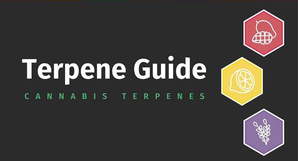 Terpenes Extracted from Cannabis