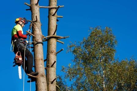 Tree Removal Safety Tips